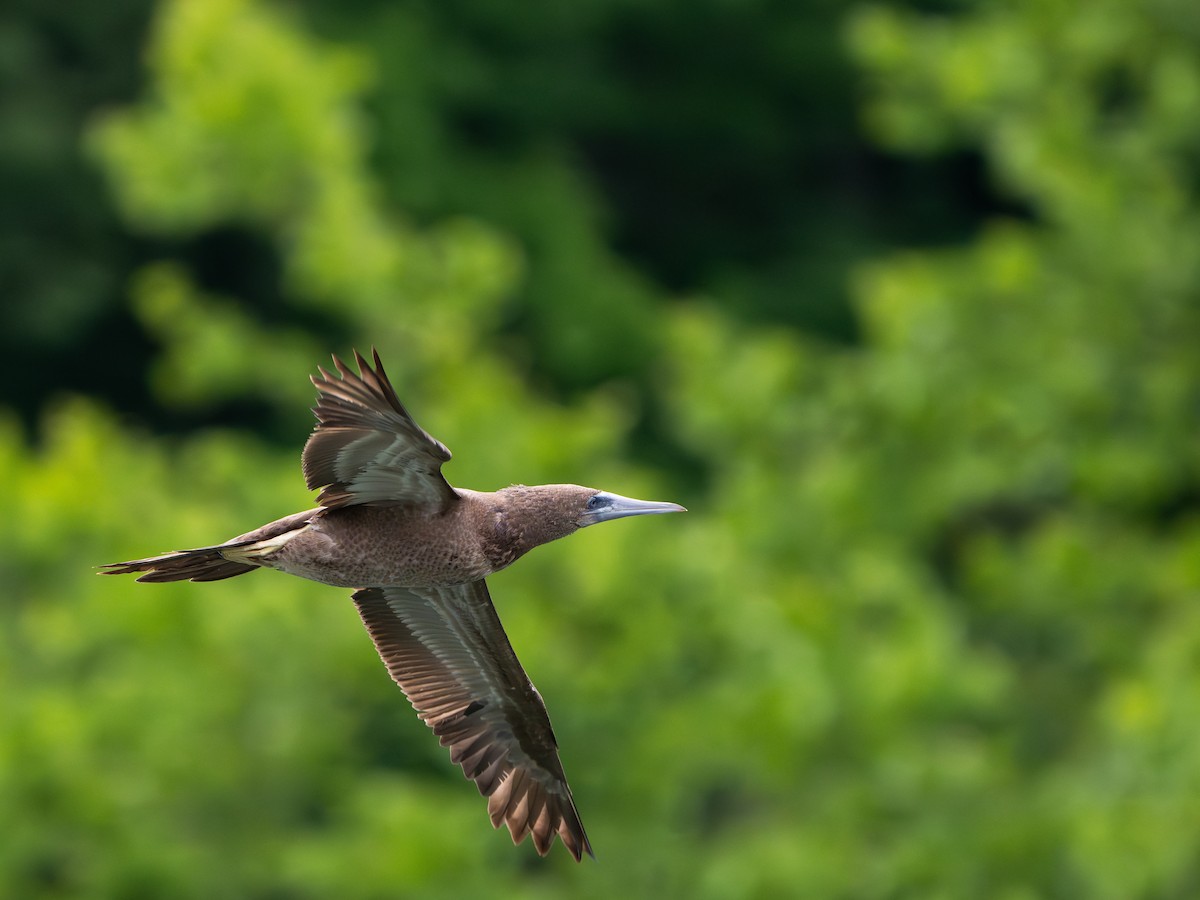 Brown Booby - ML620282026