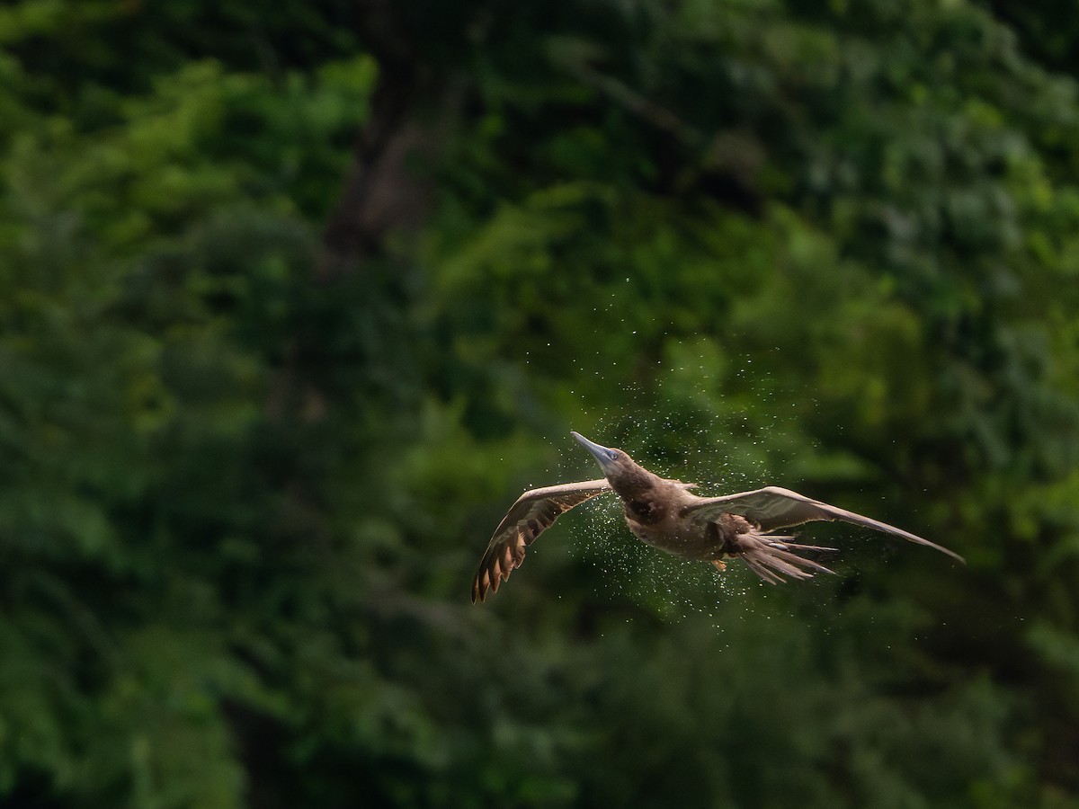 Brown Booby - ML620282027