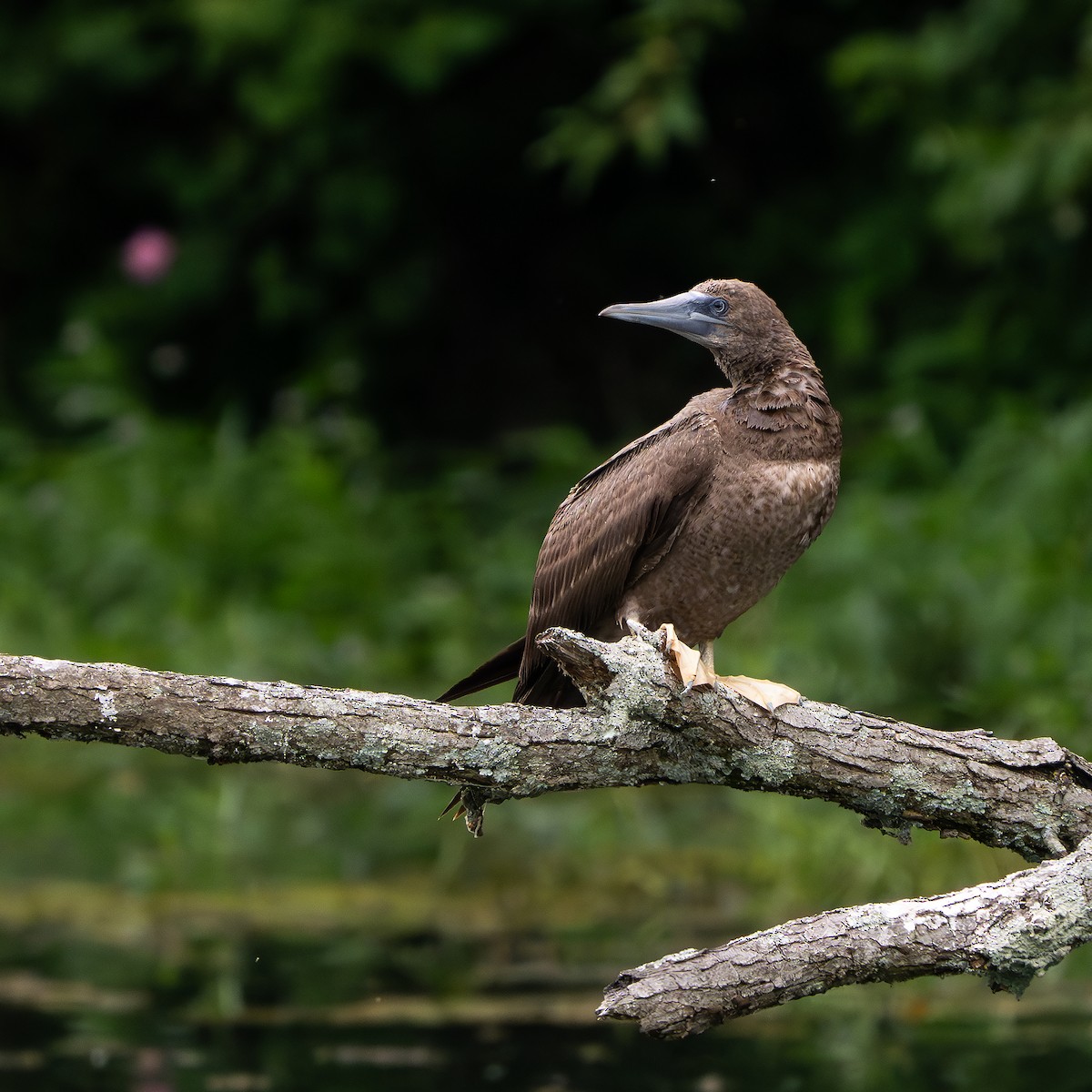 Brown Booby - ML620282030