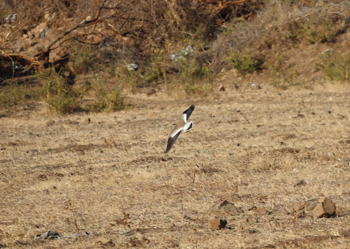 Yellow-wattled Lapwing - ML620282032