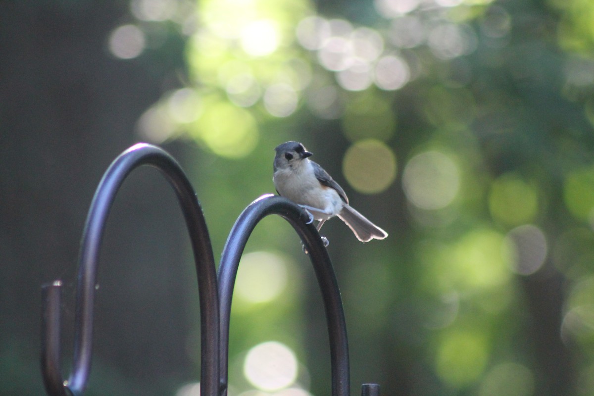 Tufted Titmouse - ML620282036