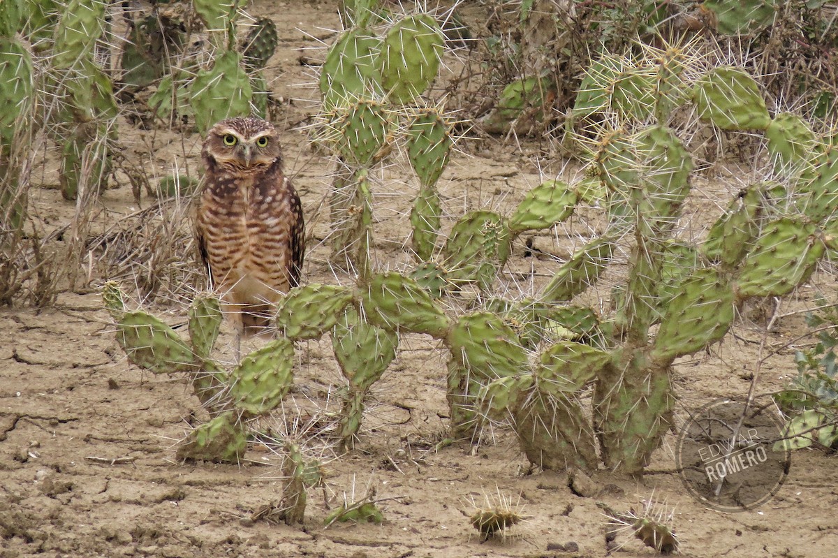 Burrowing Owl - ML620282040