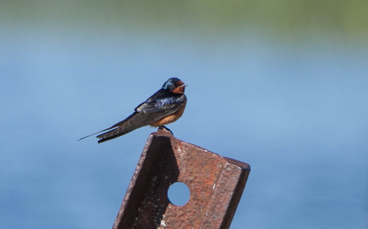 Barn Swallow - ML620282041