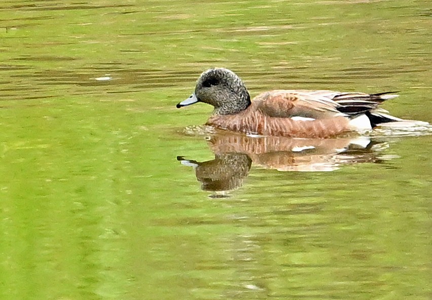 Canard d'Amérique - ML620282043