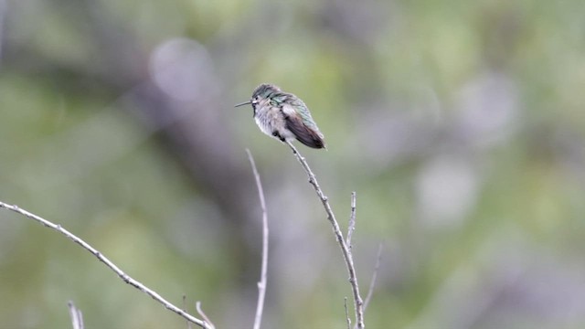 Calliope Hummingbird - ML620282045