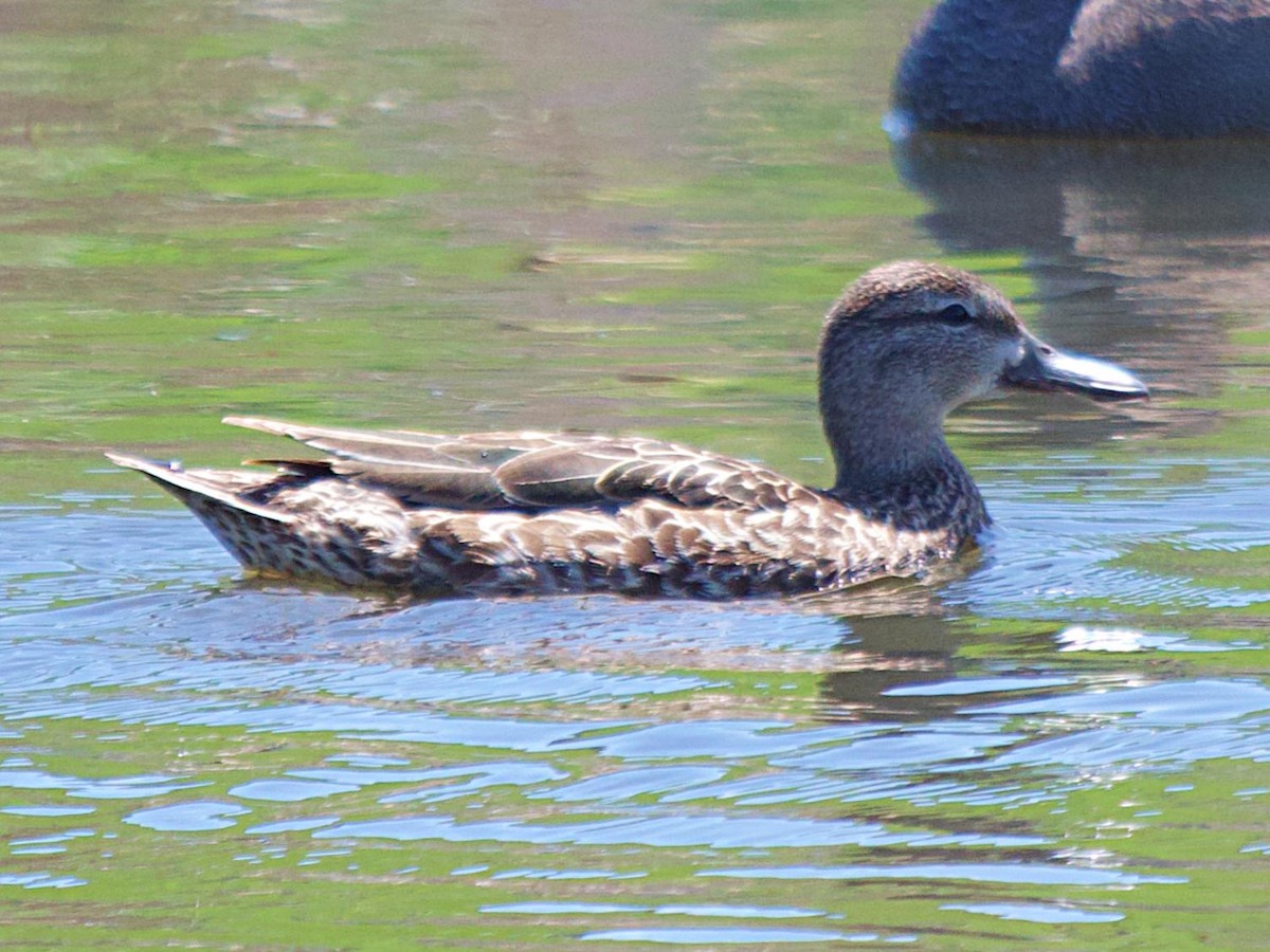 Blue-winged Teal - ML620282046