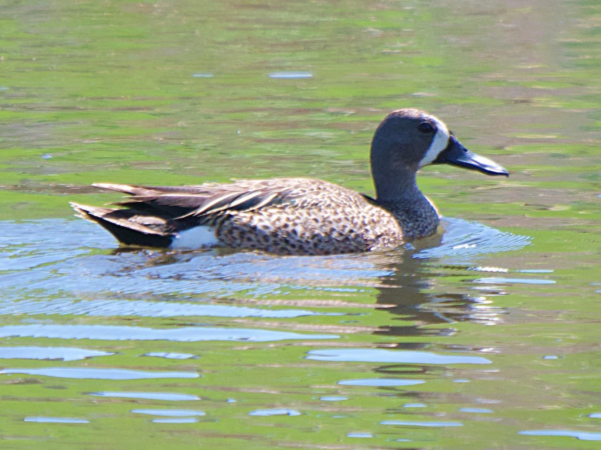 Blue-winged Teal - ML620282047