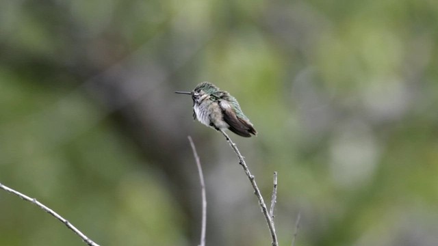 Calliope Hummingbird - ML620282052