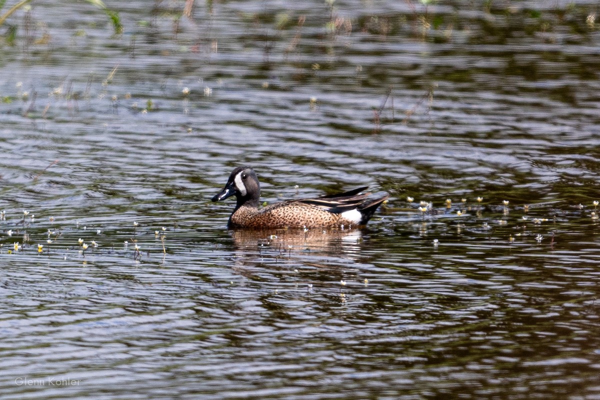 Blue-winged Teal - ML620282053