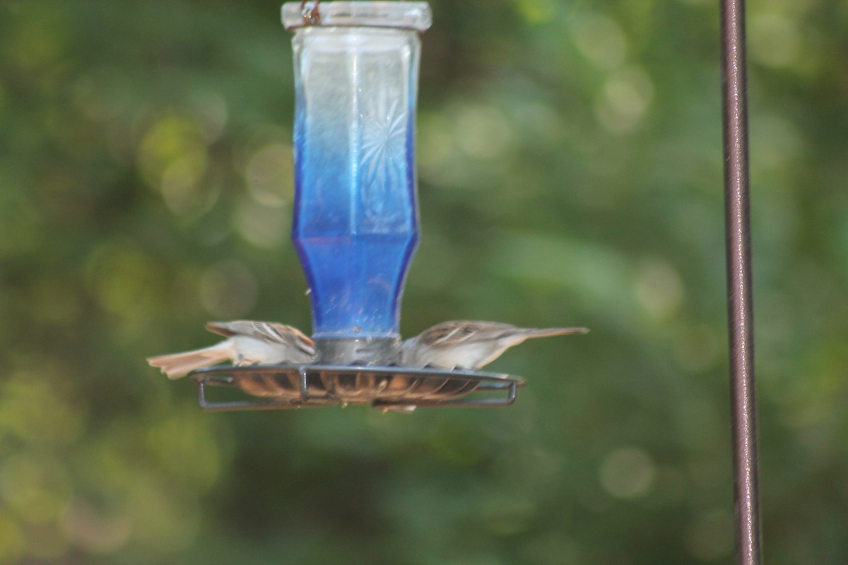 Chipping Sparrow - ML620282058