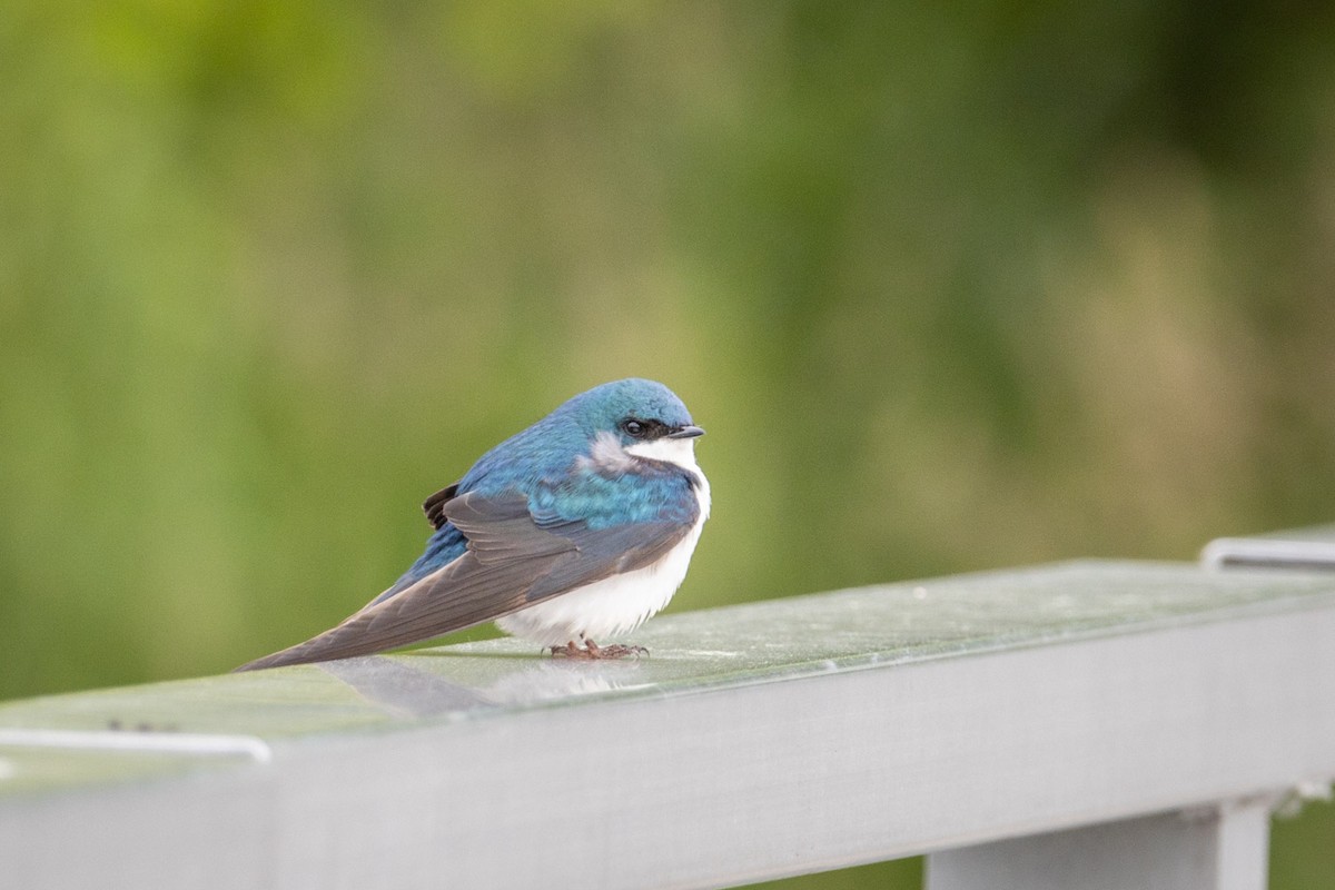 Tree Swallow - ML620282061