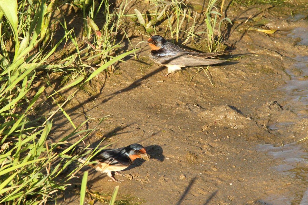 Barn Swallow - ML620282067