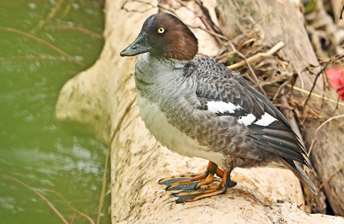 Porrón Osculado - ML620282068