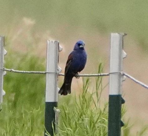 Blue Grosbeak - ML620282069