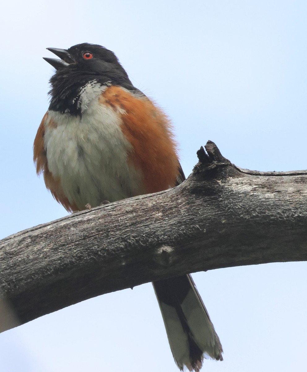 Spotted Towhee - ML620282072