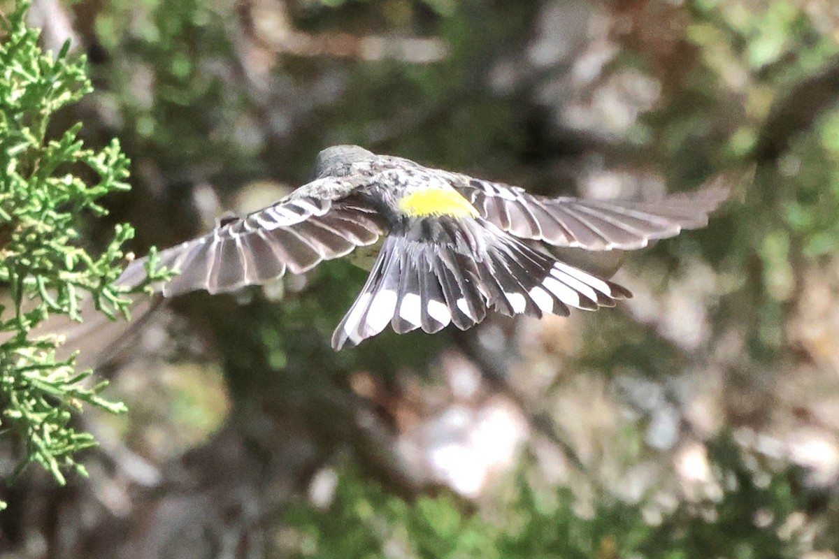 Yellow-rumped Warbler - ML620282086