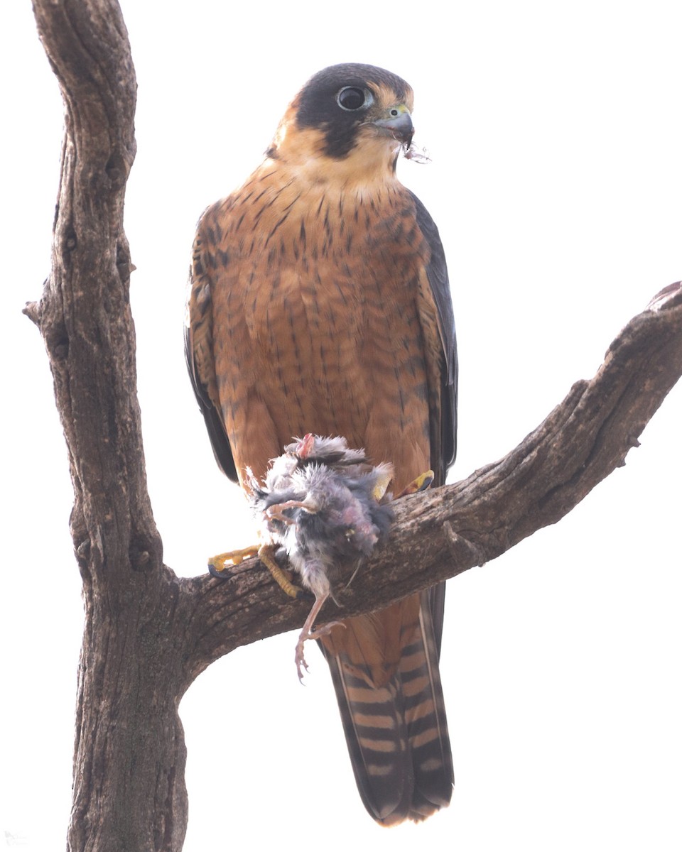 Australian Hobby - ML620282092