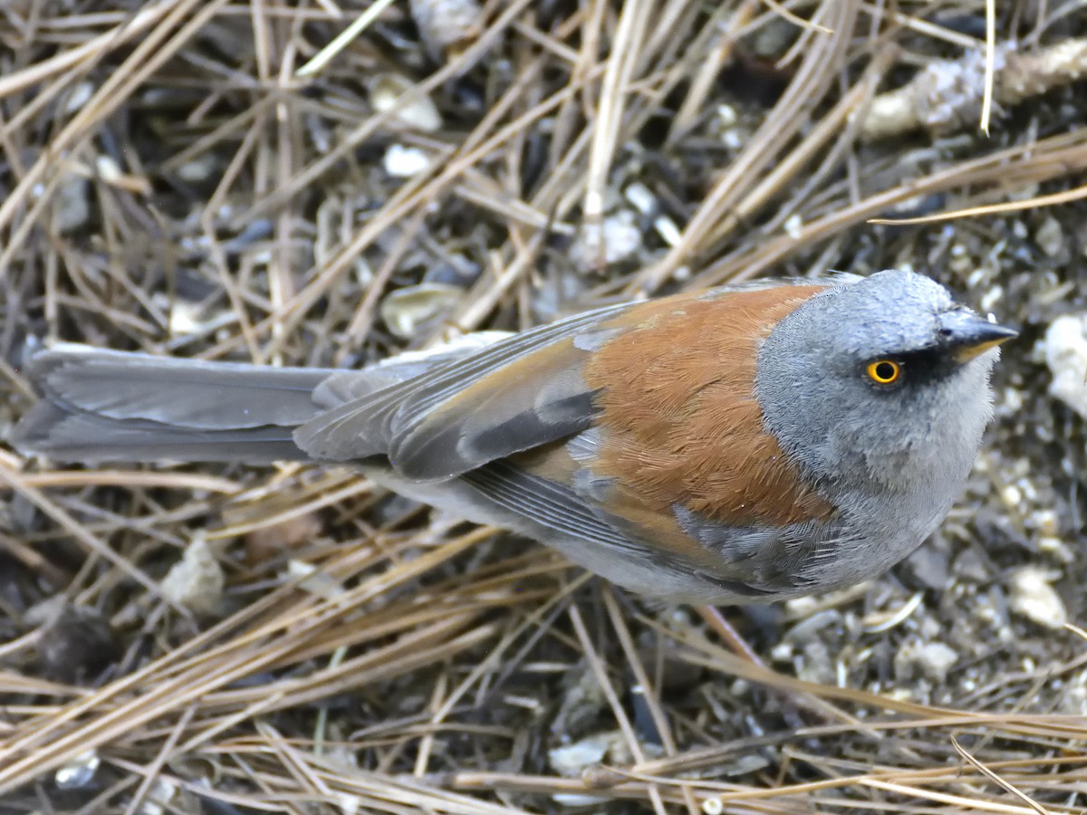 Yellow-eyed Junco - ML620282096