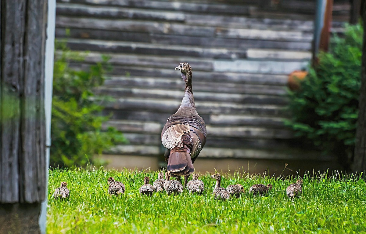 Wild Turkey - ML620282099