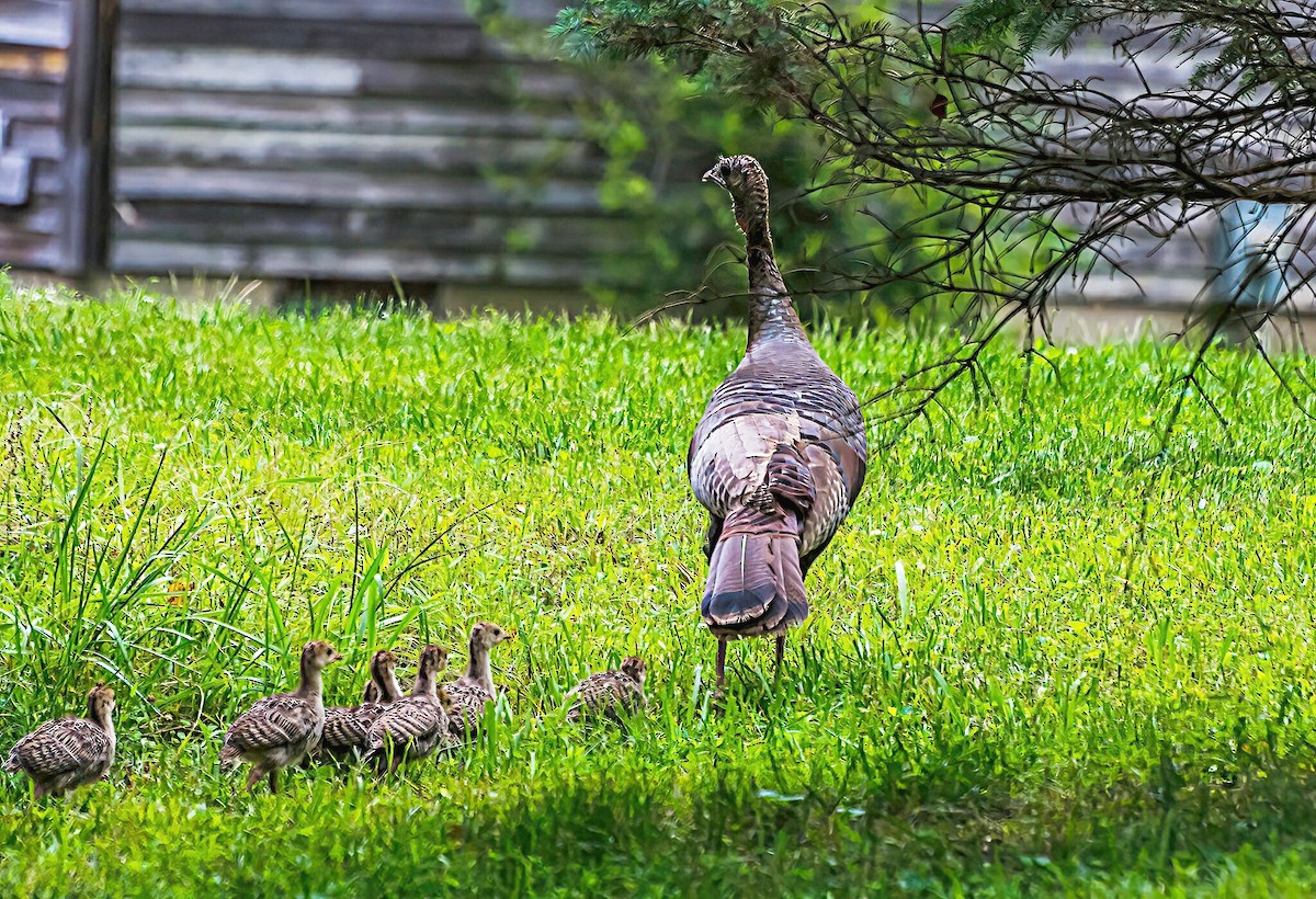 Wild Turkey - Rebecca Higgins