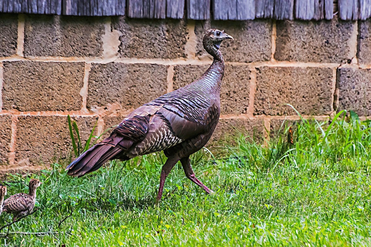 Wild Turkey - ML620282105