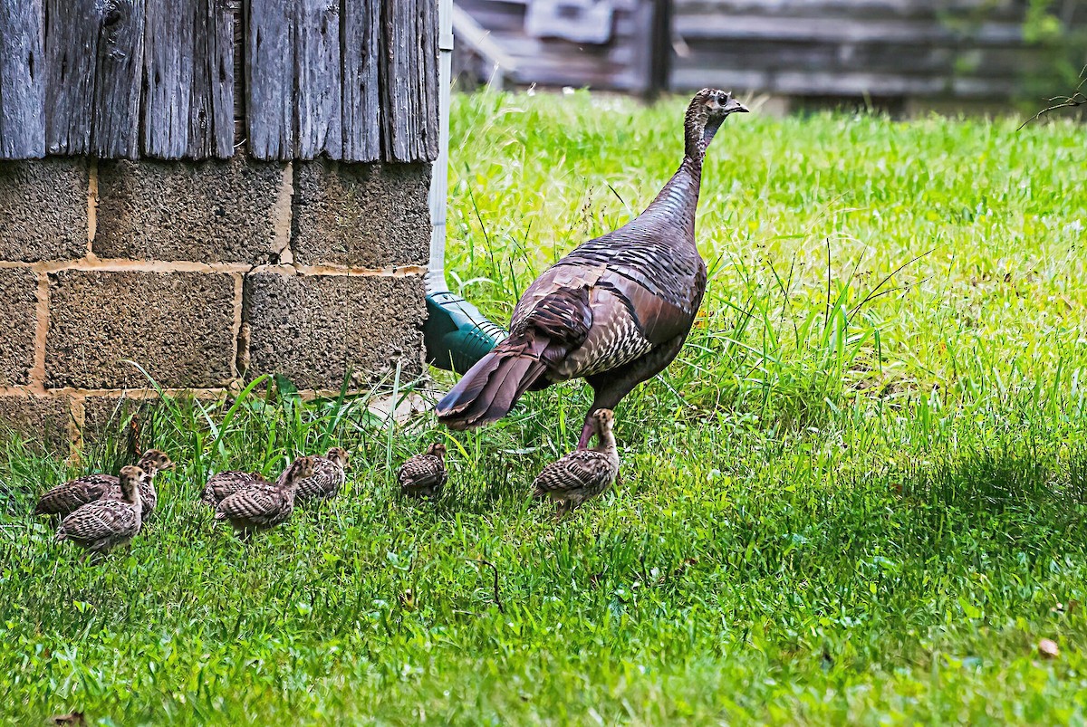 Wild Turkey - ML620282106