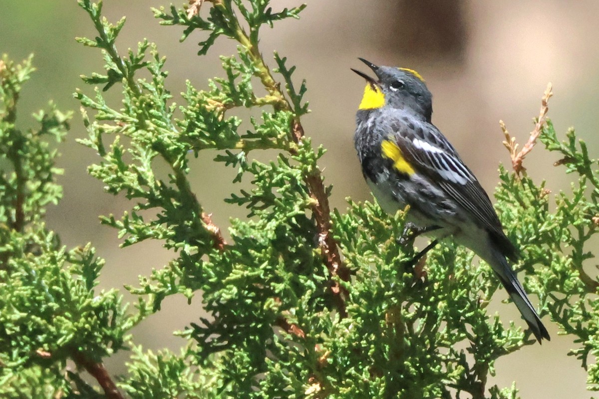 Yellow-rumped Warbler - ML620282119