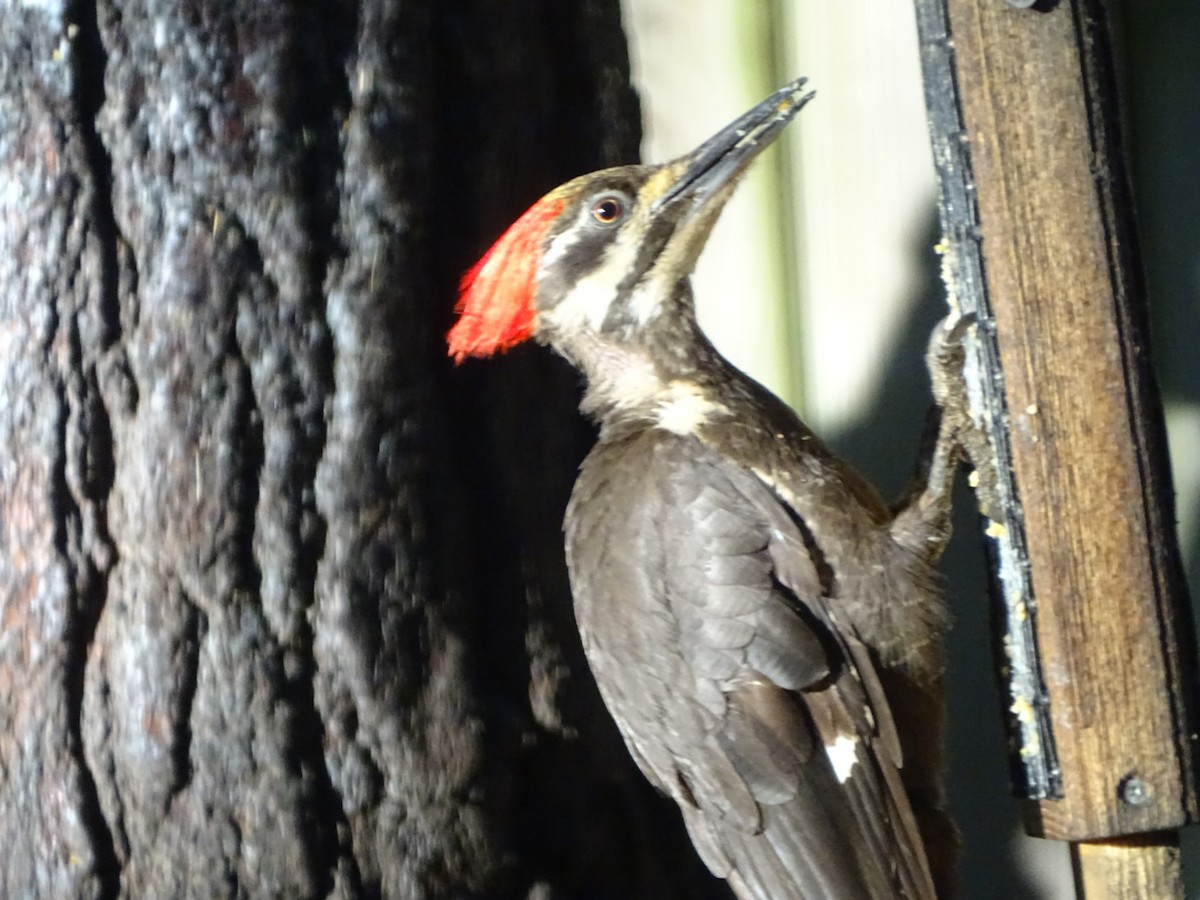 Pileated Woodpecker - ML620282129