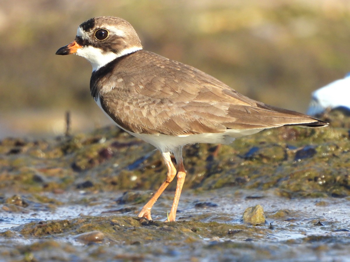 Semipalmated Plover - ML620282130