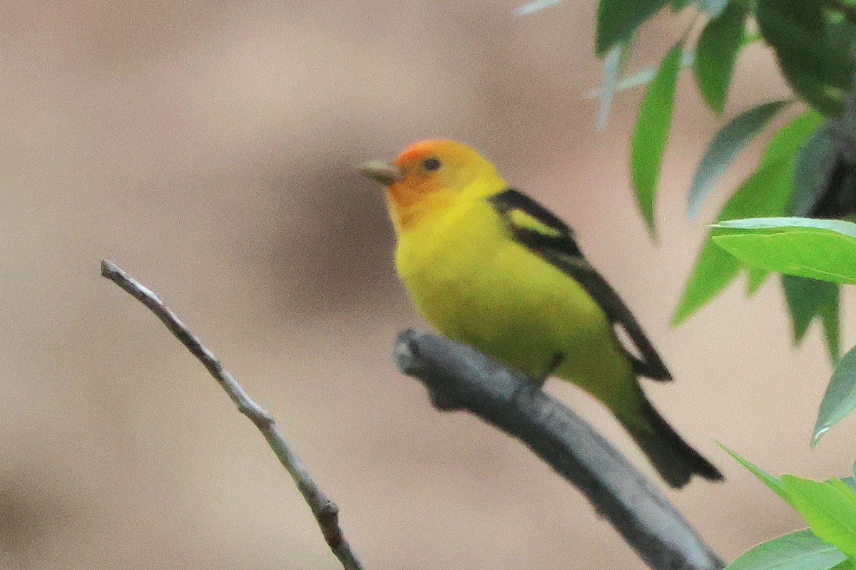 Western Tanager - ML620282132