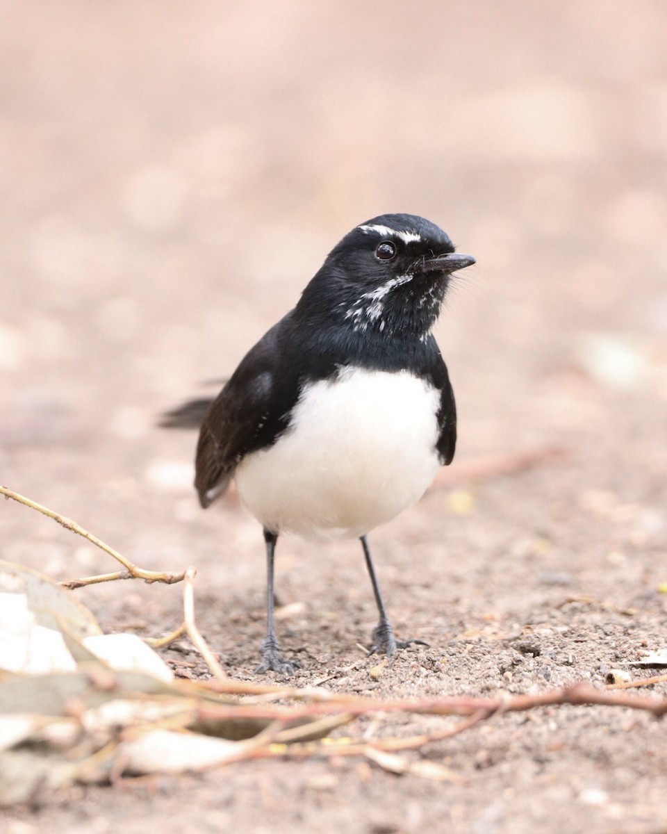 Willie-wagtail - ML620282145