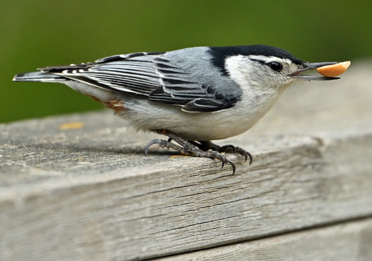 White-breasted Nuthatch - ML620282148