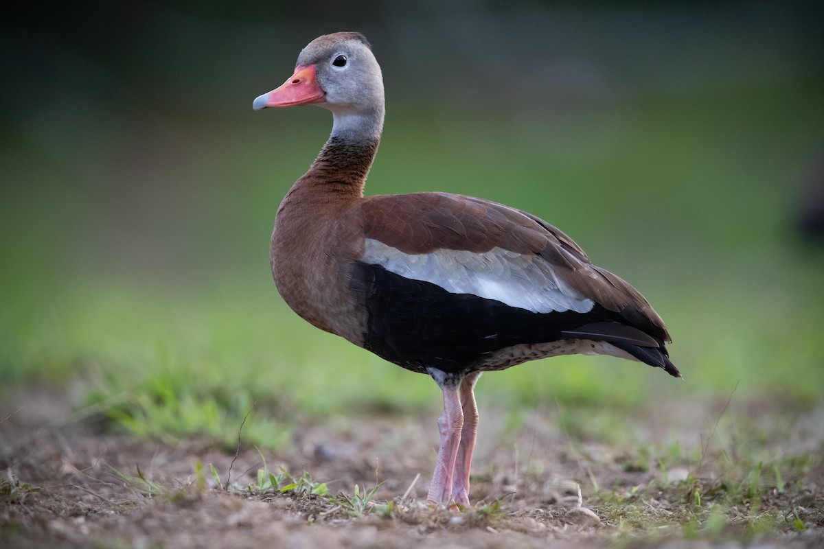 Dendrocygne à ventre noir - ML620282150