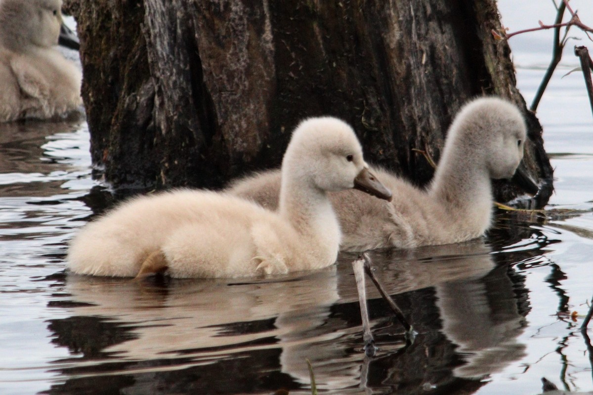 Mute Swan - ML620282153