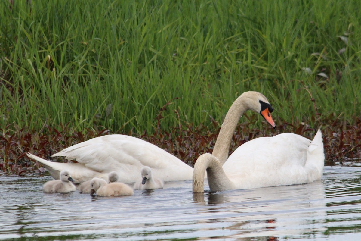 Mute Swan - ML620282154