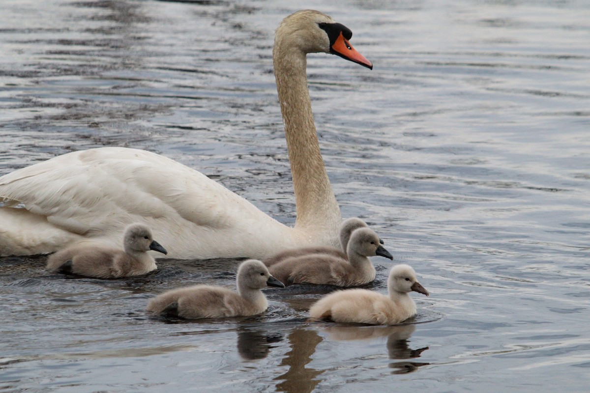 Mute Swan - ML620282155