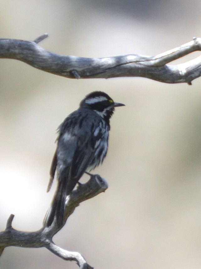 Black-throated Gray Warbler - ML620282158