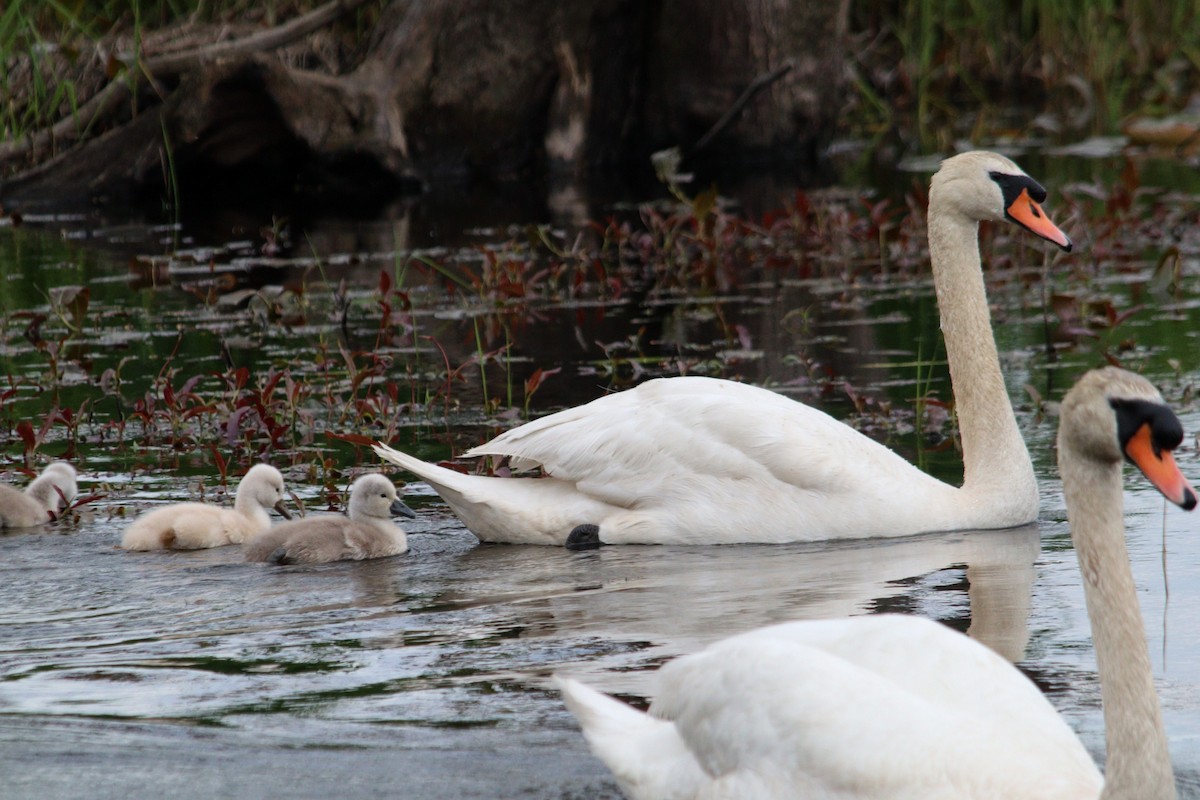 Mute Swan - ML620282159