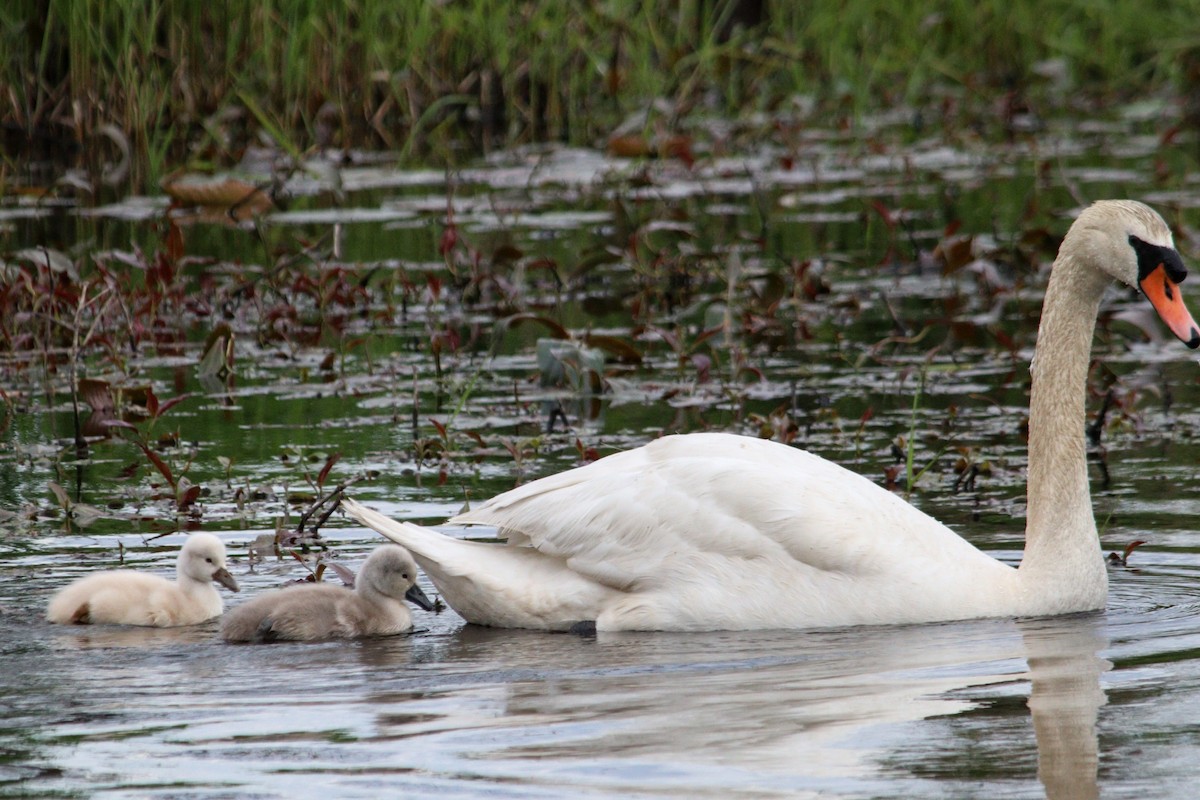 Mute Swan - ML620282160