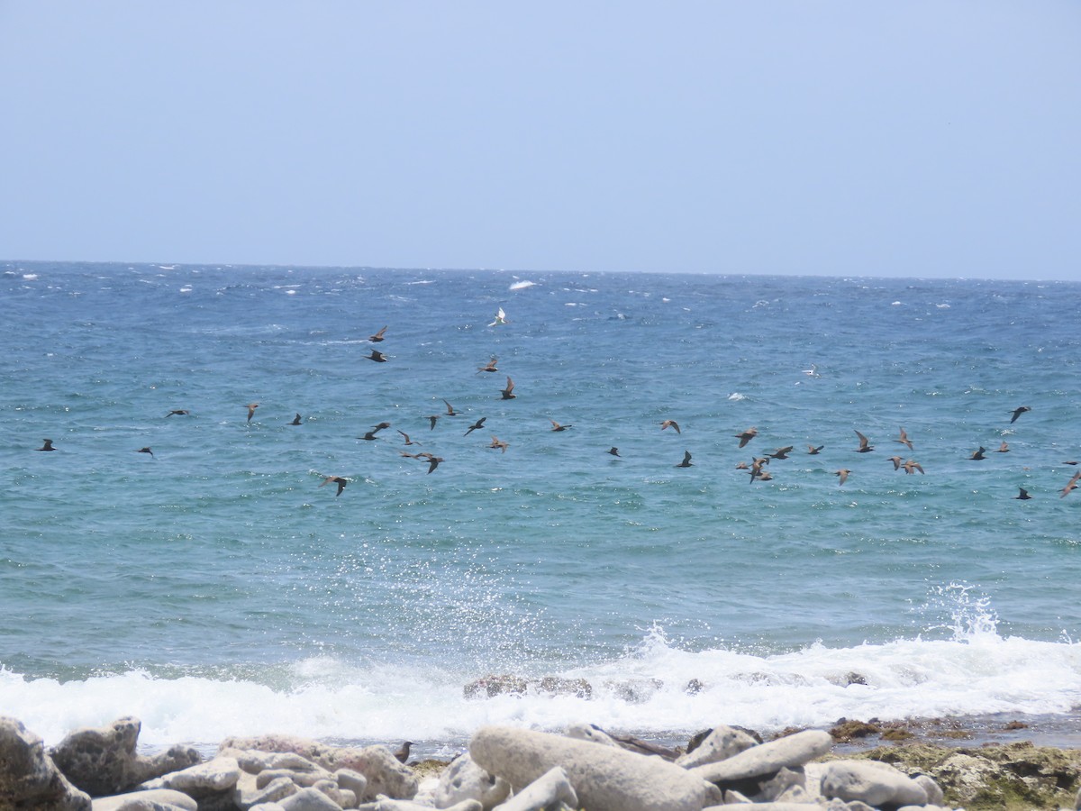 Brown Noddy - ML620282162