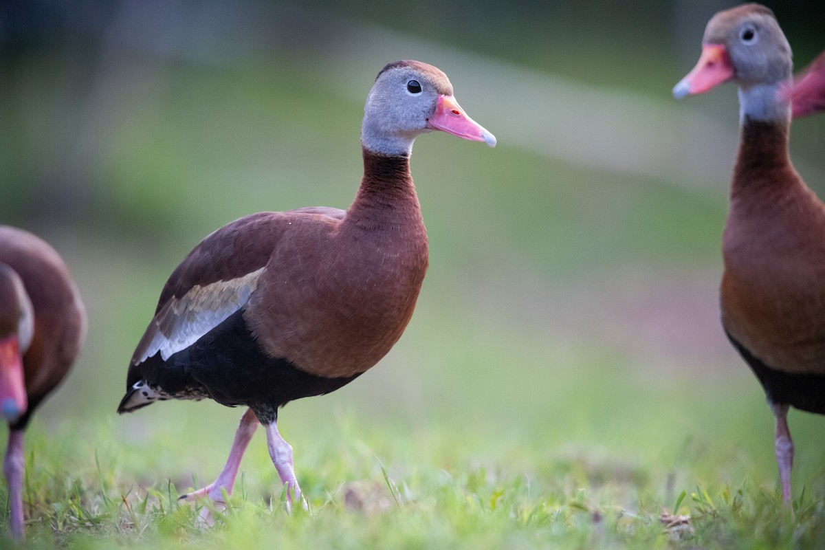 Dendrocygne à ventre noir - ML620282163