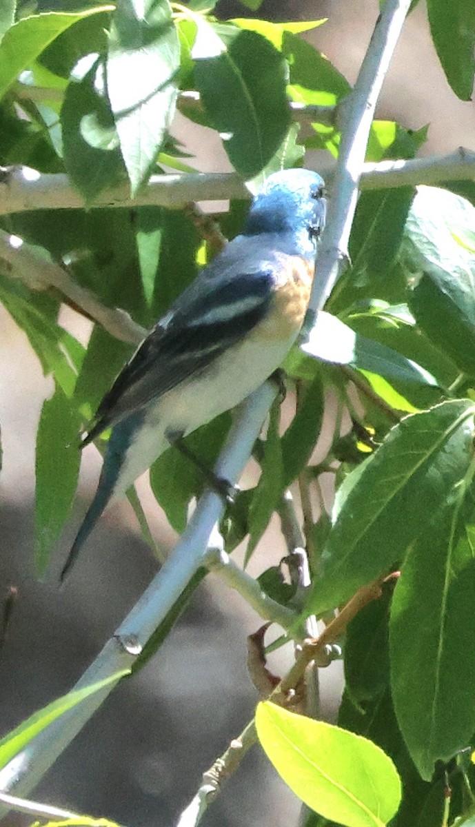 Lazuli Bunting - ML620282164