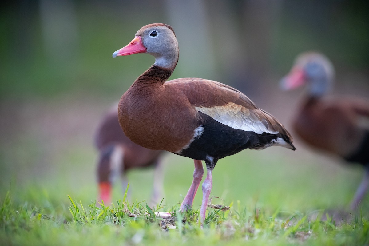 Dendrocygne à ventre noir - ML620282166