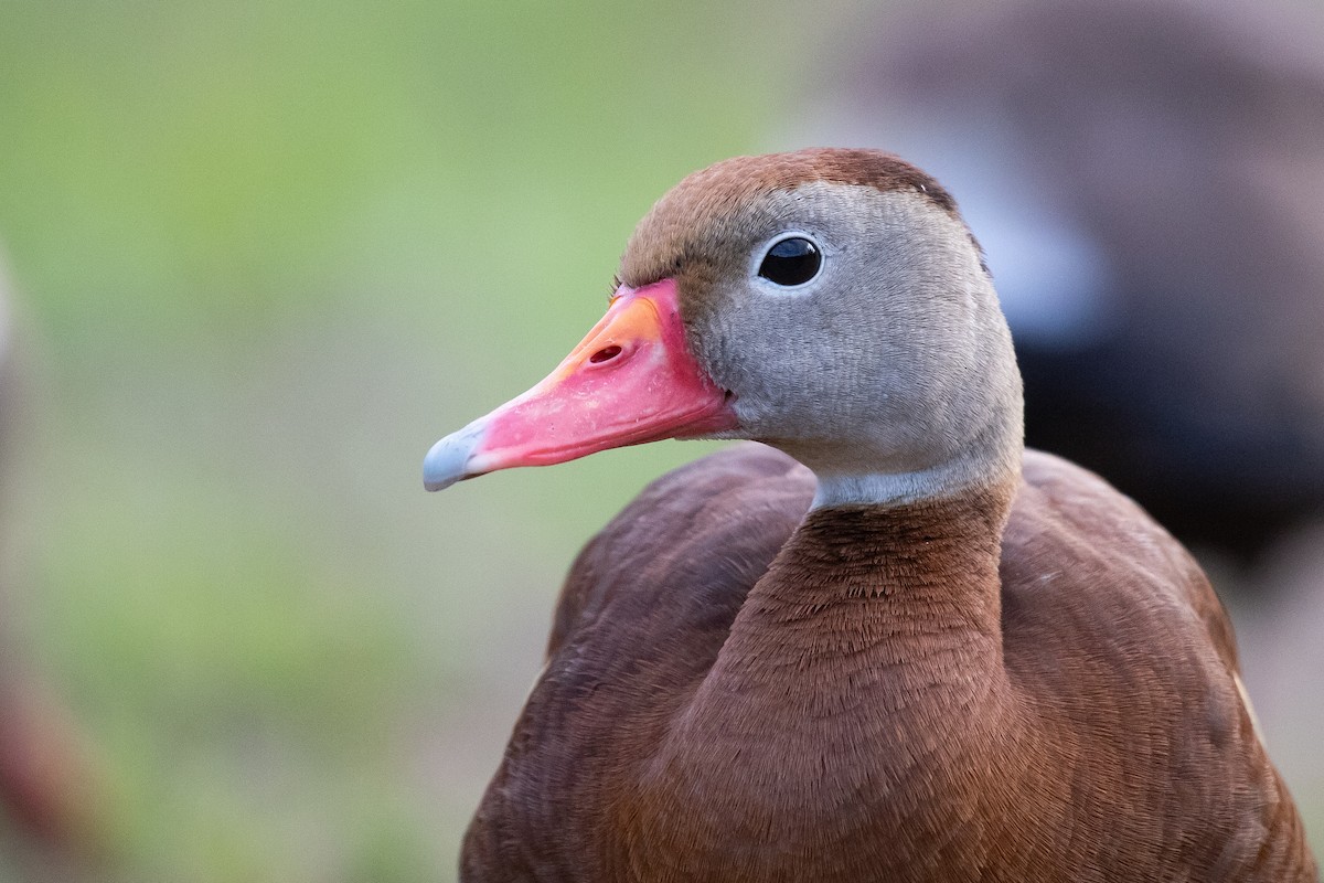 Black-bellied Whistling-Duck - ML620282167