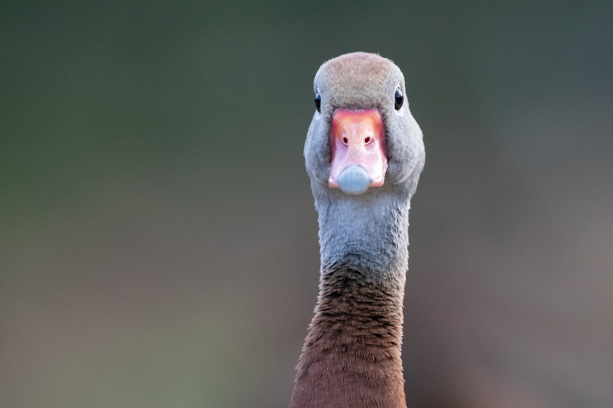 Black-bellied Whistling-Duck - ML620282171