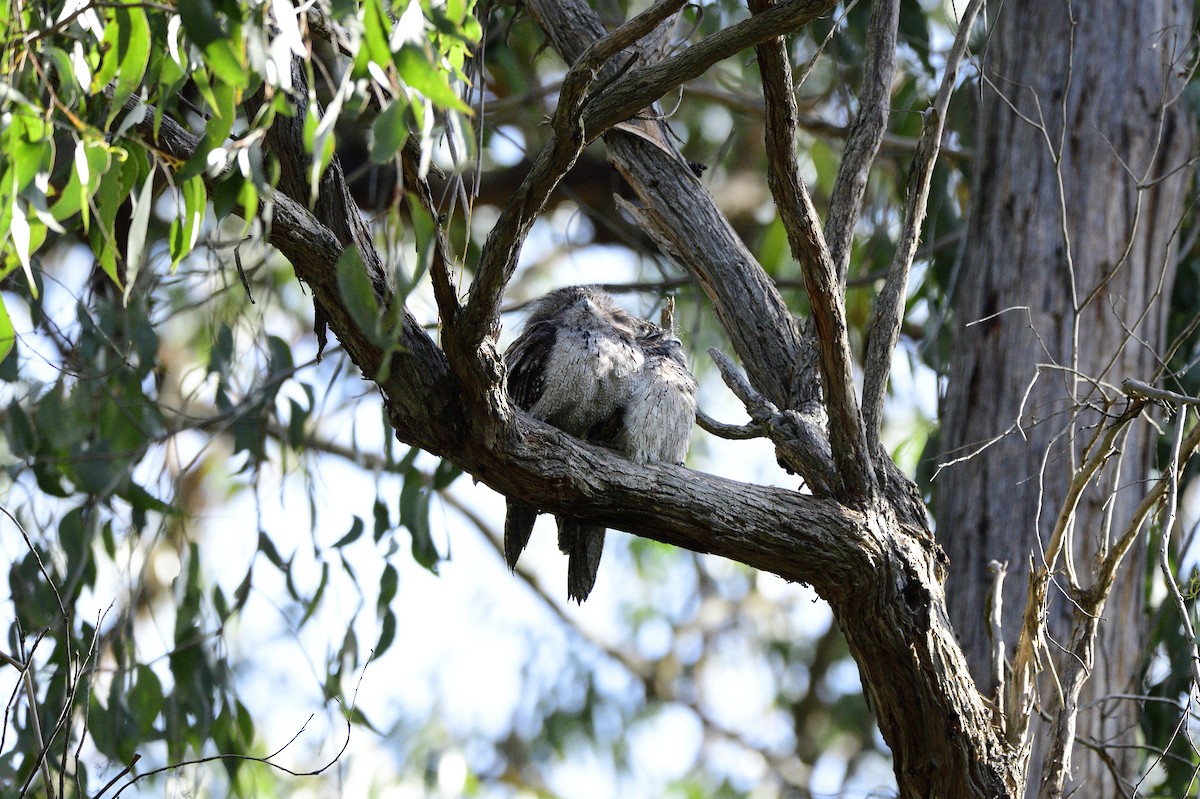 Tawny Frogmouth - ML620282176