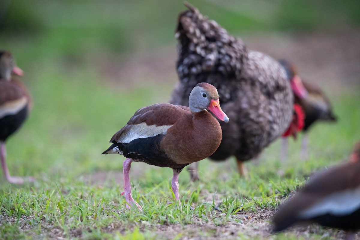 Black-bellied Whistling-Duck - ML620282177