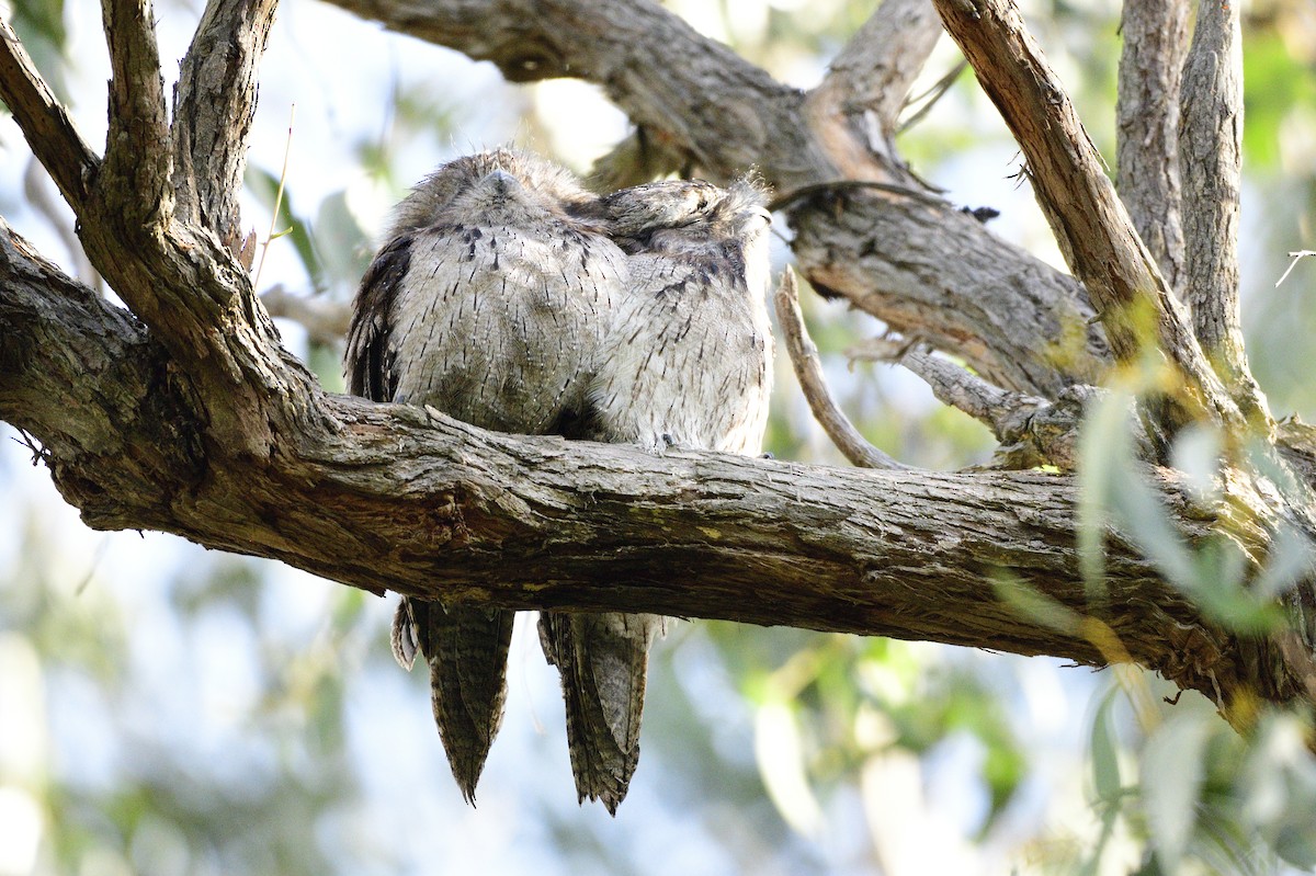 Tawny Frogmouth - ML620282182