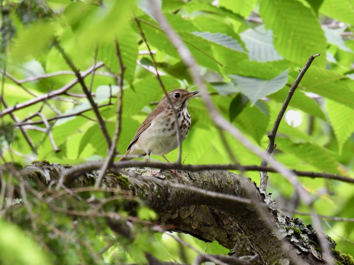 Hermit Thrush - ML620282183