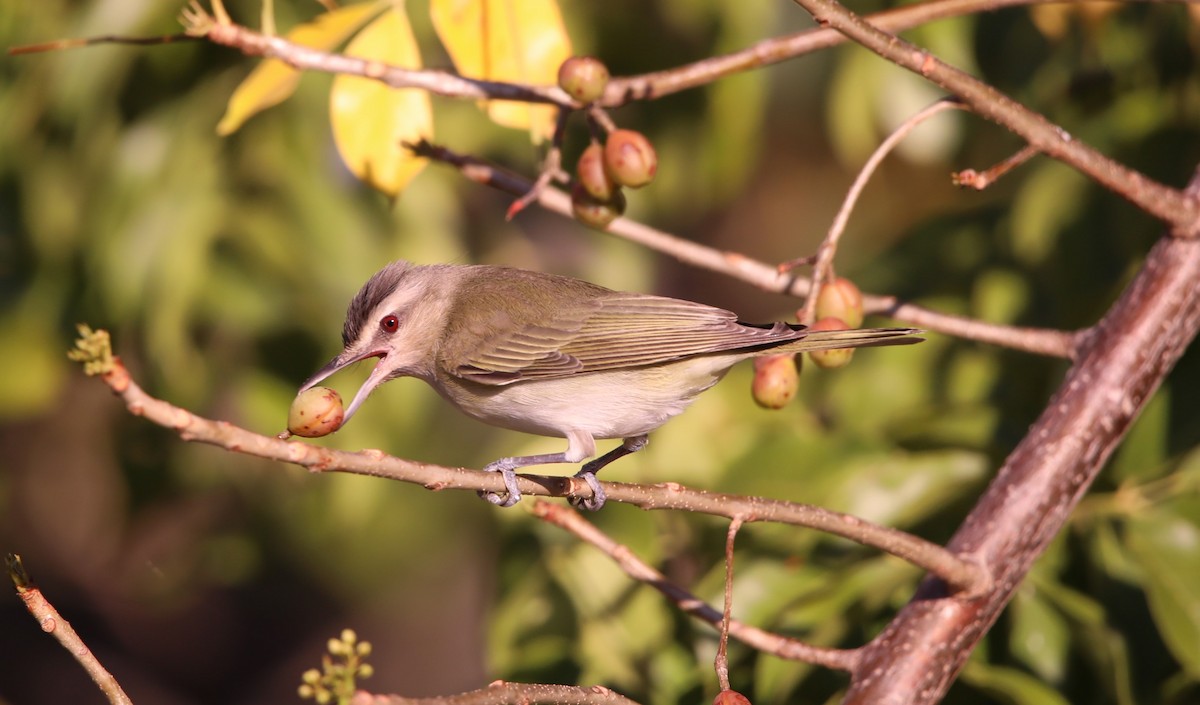 skjeggvireo - ML620282184